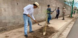 Realizan jornada de plantación de árboles al sur de Hermosillo