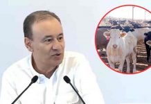 “Reforzamos el cerco sanitario y las acciones en la zona”, informa Durazo sobre primer caso de gusano barrenador en Sonora