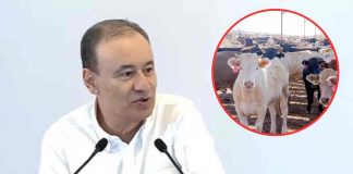 “Reforzamos el cerco sanitario y las acciones en la zona”, informa Durazo sobre primer caso de gusano barrenador en Sonora