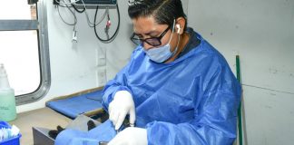 Ofrece ayuntamiento castraciones gratuitas para gatos este sábado en Hermosillo