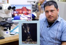Descubren en México seis “hongos zombis” que controlan a las hormigas; uno lleva el nombre de Guillermo del Toro