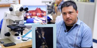 Descubren en México seis “hongos zombis” que controlan a las hormigas; uno lleva el nombre de Guillermo del Toro Descubren en México seis “hongos zombis” que controlan a las hormigas; uno lleva el nombre de Guillermo del Toro