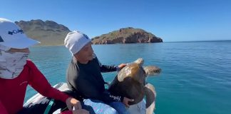 Hermanos salvan a tortuga caguama en peligro frente a playas de Miramar en Guaymas