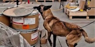 Perrito Max IV detecta 245 kilos de metanfetamina y hoja de coca en AICM Perrito Max IV detecta 245 kilos de metanfetamina y hoja de coca en AICM