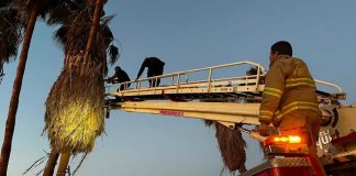 Hallan sin vida, tras varios días, a trabajador que murió mientras podaba palmera en SLRC