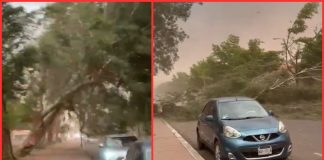 Lluvias y vientos de hasta 93 km/h dejan árboles caídos y daños en Cajeme: Protección Civil
