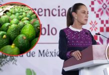 Sheinbaum acuerda plan con aguacateros de Michoacán para reactivar exportaciones a EEUU Sheinbaum acuerda plan con aguacateros de Michoacán para reactivar exportaciones a EEUU
