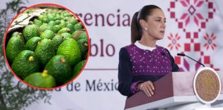 Sheinbaum acuerda plan con aguacateros de Michoacán para reactivar exportaciones a EEUU Sheinbaum acuerda plan con aguacateros de Michoacán para reactivar exportaciones a EEUU