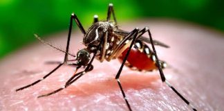 Dengue en México baja más de 30%, pero Salud alerta por posible repunte en 2027