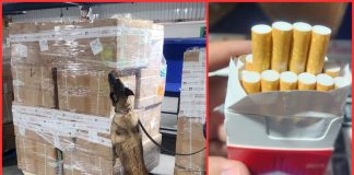 Aseguran 2.2 millones de cigarrillos ilegales en el AICM; venían de Tailandia