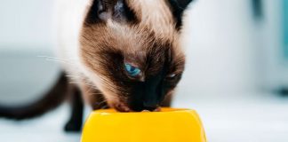 ¿Tu gato come bien? Estos son los nutrientes que necesita para estar sano ¿Tu gato come bien? Estos son los nutrientes que necesita para estar sano