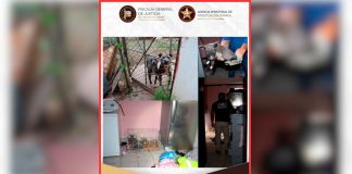 Rescatan a cinco perros amarrados bajo el sol sin comida ni agua durante cateo en Cananea