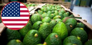 Alerta de seguridad en Michoacán frena exportación de aguacate a EEUU: APEAM Alerta de seguridad en Michoacán frena exportación de aguacate a EEUU: APEAM