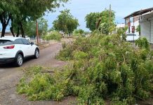 Lluvias dejan saldo blanco en Hermosillo; retiran 12 árboles caídos