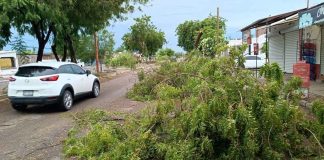 Fuertes vientos provocan más de 100 reportes de árboles, cables y postes caídos en Cajeme y sur de Sonora