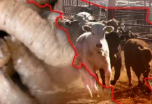 Sonora se convierte en el estado 30 con gusano barrenador en México; activan operativo sanitario en Álamos