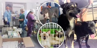Llevará IMPBA jornada de esterilización de mascotas a la colonia Las Minitas en Hermosillo
