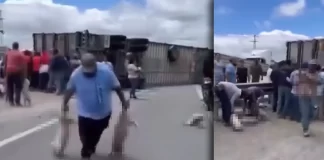 ¡Vuelca tráiler con más de 60 cerdos en Navojoa y desatan la rapiña!