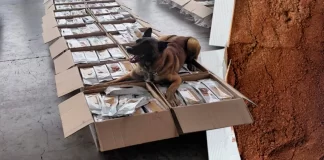 Aseguran más de una tonelada de presunta cocaína oculta en cargamento de café en el AICM