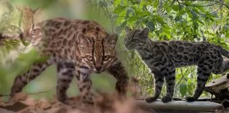 Descubren en Bolivia una nueva especie de gato: es más pequeña que un felino doméstico