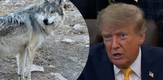 Trump pone en revisión la protección del lobo mexicano en EEUU