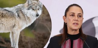 Sheinbaum rechaza plan de Trump para retirar protecciones al lobo gris mexicano
