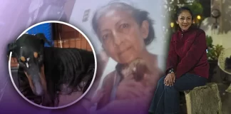 Tras ser rescatada del abandono, perrita ‘Karlota’ necesita apoyo de Hermosillo para salir adelante: piden ayuda para comida y gastos médicos