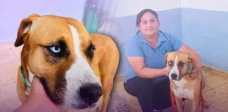 ‘Animaleros’ rescatan a perro que fue arrastrado por hombre en cuatrimoto en Álamos: “Es muy cariñoso y convive con todos los perritos” ‘Animaleros’ rescatan a perro que fue arrastrado por hombre en cuatrimoto en Álamos: “Es muy cariñoso y convive con todos los perritos”