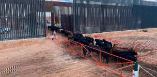 Chihuahua reanuda exportación de ganado a EEUU tras 16 meses de cierre por gusano barrenador