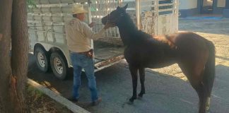 Caballo recorre calles de la colonia Pitic y termina asegurado por policías en Hermosillo