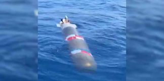 Marina entrega a EEUU torpedo hallado por pescadores en aguas de Baja California Marina entrega a EEUU torpedo hallado por pescadores en aguas de Baja California