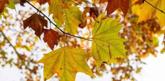 Equinoccio de otoño llega a Sonora: ¿a qué hora inicia y qué cambios traerá?