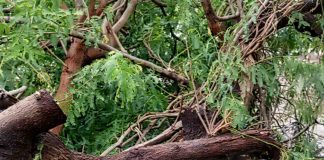 Lluvia y viento derriban mezquite en la colonia Solidaridad en Hermosillo