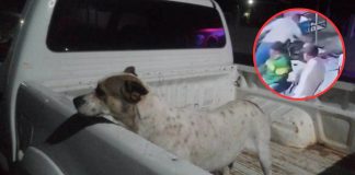 Investigan crueldad animal en Michoacán; hombre habría arrojado líquido caliente a dos perros (VIDEO) Investigan crueldad animal en Michoacán; hombre habría arrojado líquido caliente a dos perros (VIDEO)