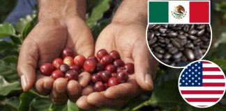 EEUU concentra 68% de las exportaciones de café mexicano: UN Comtrade