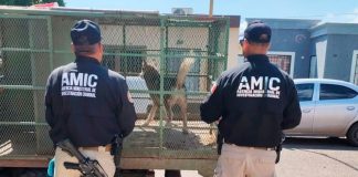 Rescatan a Husky durante cateo por presunto maltrato animal en Ciudad Obregón