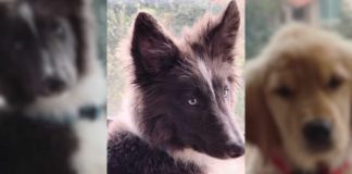 Caso Jonathan Meléndez: presunto asesino confiesa por qué mató a la mascota de la familia Caso Jonathan Meléndez: presunto asesino confiesa por qué mató a la mascota de la familia