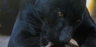 Profepa asegura a pantera tras atacar a mujer en Durango; era mantenida como mascota