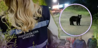 Continúan labores de búsqueda de oso negro visto en calles de Cananea, Sonora; autoridades piden extremar precauciones