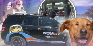 ‘Doggy Bus’, el servicio de transporte para mascotas en Hermosillo que te ayuda a llevarlas al veterinario o la estética