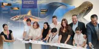 Los tiburones llegaron a Hermosillo: FOTOS y VIDEOS de la exposición que muestra lo impresionante de esta especie Los tiburones llegaron a Hermosillo: FOTOS y VIDEOS de la exposición que muestra lo impresionante de esta especie