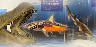 Los tiburones llegaron a Hermosillo: FOTOS y VIDEOS de la exposición que muestra lo impresionante de esta especie
