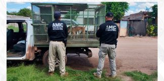 Rescatan a tres perros abandonados durante cateo en Ciudad Obregón Rescatan a tres perros abandonados durante cateo en Ciudad Obregón
