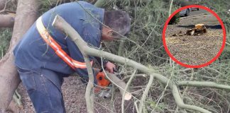 ¿Qué pasó con el palo verde de Luis Encinas? Ayuntamiento de Hermosillo explica por qué fue talado