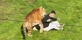 Tigre mata a un hombre que ingresó a su recinto en un parque de vida silvestre en Inglaterra