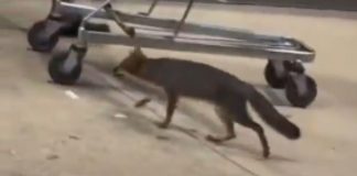 Capturan a zorra gris con rabia que atacó a una niña en Cancún, Quintana Roo; buscan a otras posibles víctimas