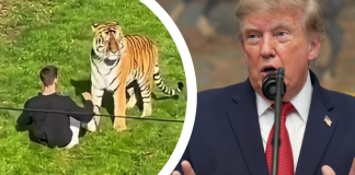 Trump desata polémica por difundir video del ataque mortal de un tigre a un joven británico Trump desata polémica por difundir video del ataque mortal de un tigre a un joven británico