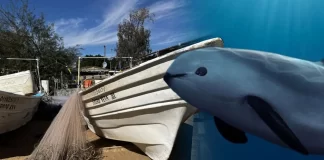 México elimina el 86% del polígono de protección de la Vaquita Marina en Golfo de California