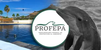 Profepa investiga muerte de delfín en Delfinario Sonora: detectan golpe que estaría relacionado con caída de infraestructura Profepa investiga muerte de delfín en Delfinario Sonora: detectan golpe que estaría relacionado con caída de infraestructura