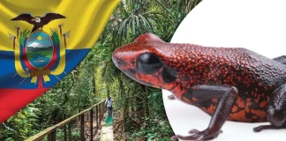 Descubren nueva especie de rana venenosa en Ecuador; enfrenta amenaza por minería y tráfico ilegal